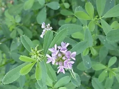 牧草種子什么季節(jié)種