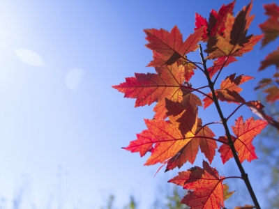 十公分以上的紅楓移栽注意事項