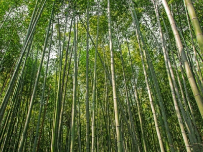 夏天怎樣移栽竹子