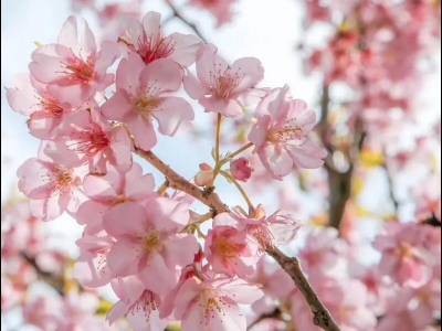 櫻花花語及寓意