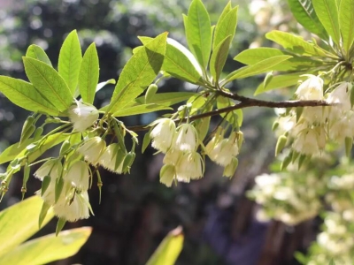 杜英的花語和寓意