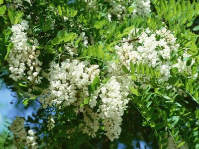 什么條件下使用種植植物法護坡