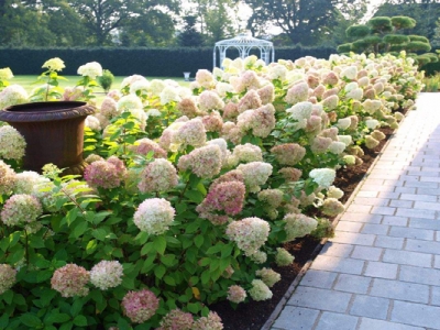 繡球花有味道嗎？