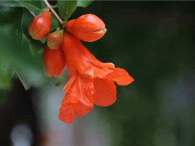 北方有石榴花嗎？