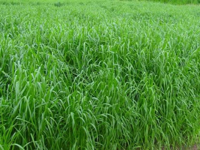 多年生黑麥草和一年生黑麥草有什么區(qū)別？