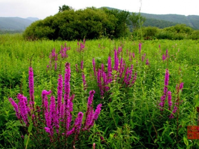 千屈菜與鼠尾草區(qū)別是什么？