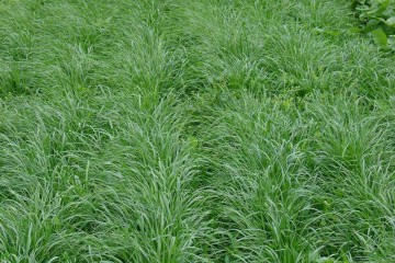 山西黑麥草草坪批發(fā)基地