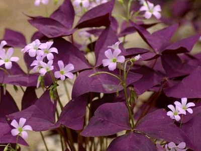 紫葉醡漿草開花時(shí)間是幾月？