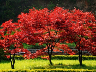 紅楓是深根性植物嗎？