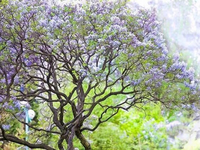 丁香花樹種子什么時候種植？