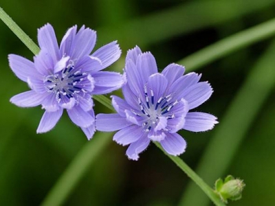 菊苣廣東可以種植嗎？