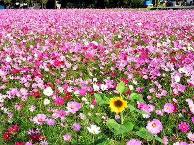 波斯菊種院子里風(fēng)水可以嗎？