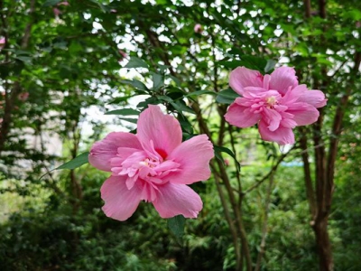 木槿花好養嗎?花期多久？