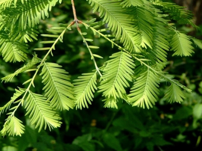 水杉種子幾天發芽？