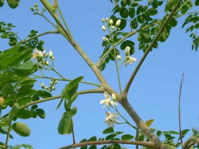 辣木樹的種子幾天才會(huì)發(fā)芽？