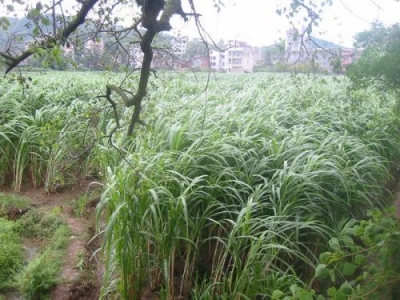 阿壩洲能不能種植皇竹草