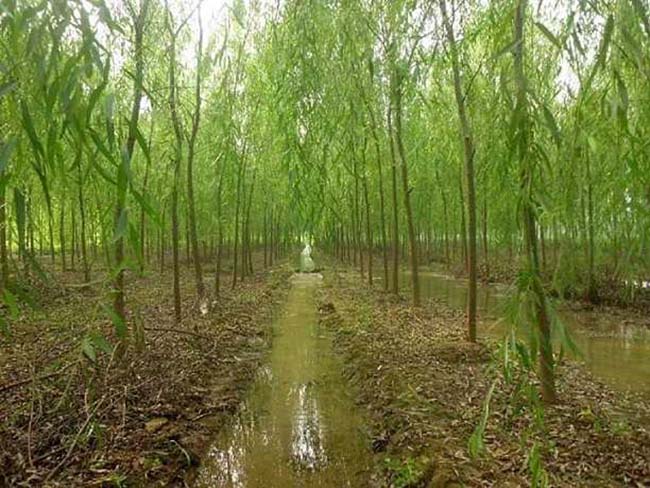 柳樹(shù)圖片苗圃種植基地