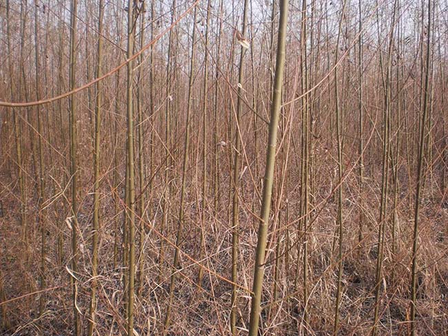 柳樹(shù)圖片苗圃種植基地