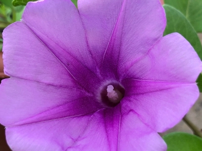 牽牛花種植密度