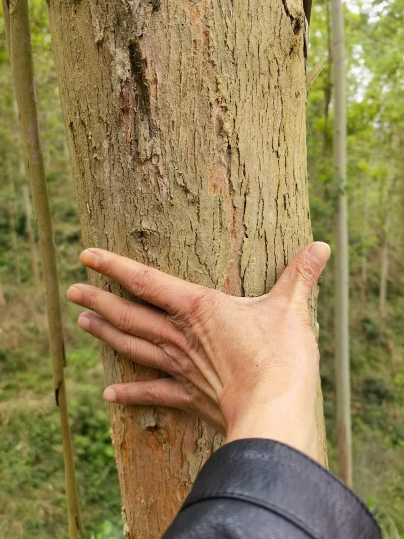 桉樹林速生抗風桉樹