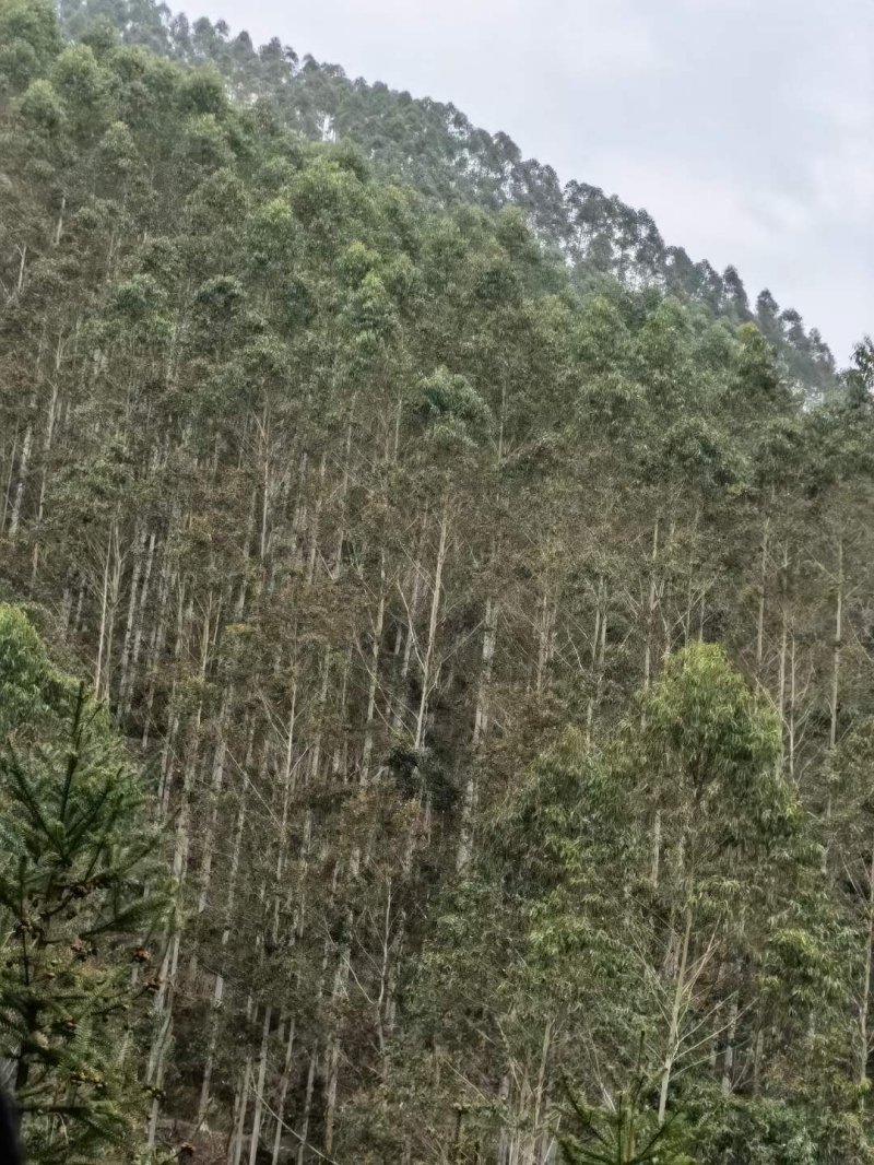 桉樹林速生抗風桉樹