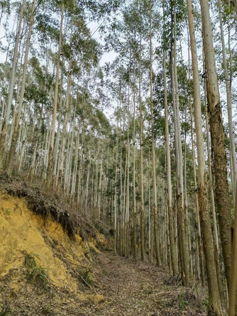 桉樹林速生抗風桉樹