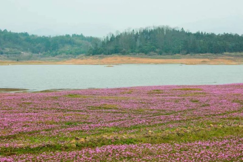 紫云英種植基地大面積