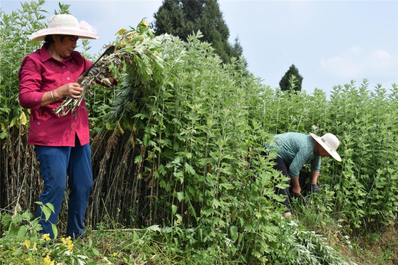 艾草種植基地