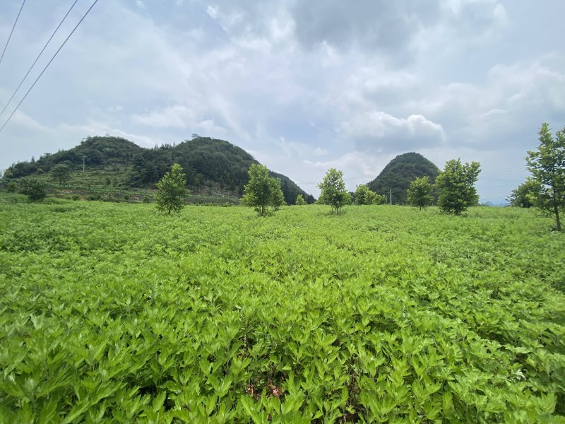 艾草種植基地