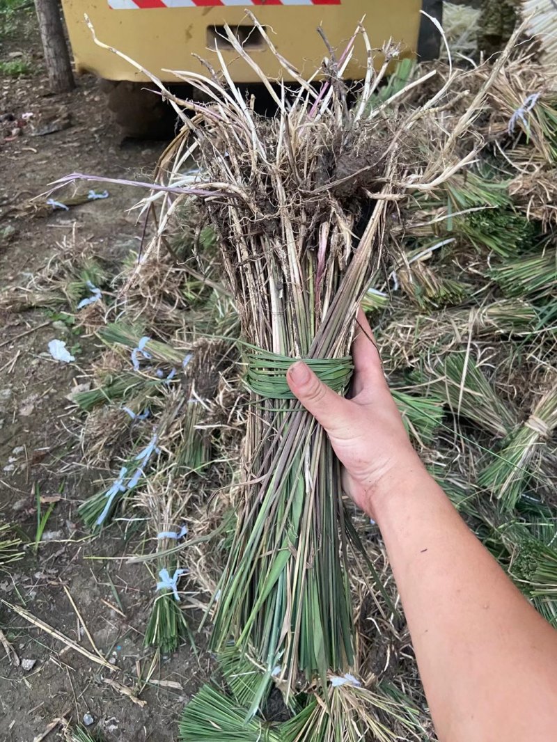 白茅茅草植株植物苗